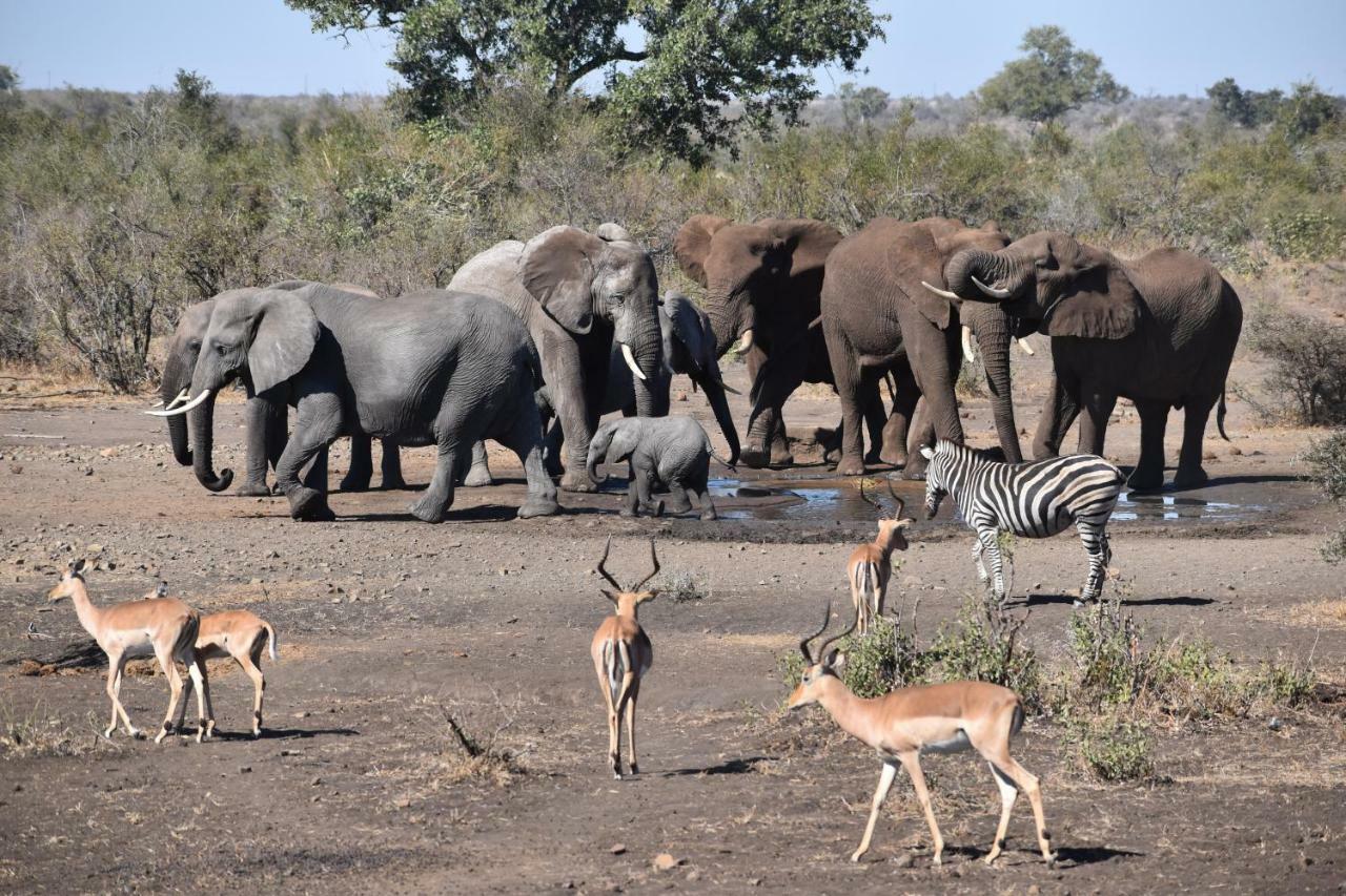 Mzsingitana Tented Camp Hoedspruit Exterior foto
