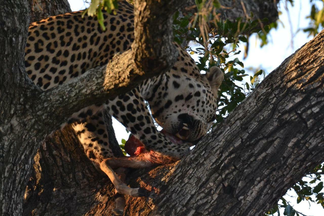 Mzsingitana Tented Camp Hoedspruit Exterior foto