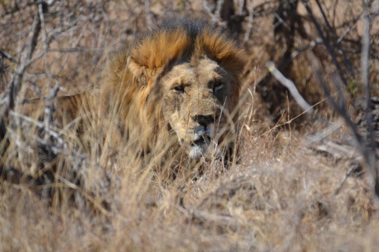 Mzsingitana Tented Camp Hoedspruit Exterior foto